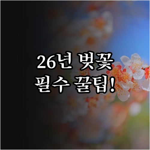 제주 왕벚꽃 특징 및 2026년 제주..