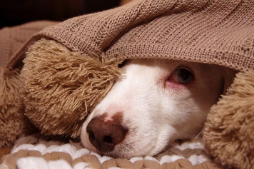 개가 잘못 마시거나 잘못 먹었을 때의 대처법.