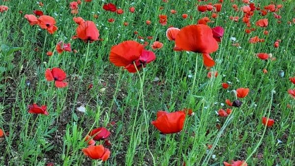 꽃양귀비-개양귀비-재배법-종자-심는시기-파종시기-심는방법-파종방법