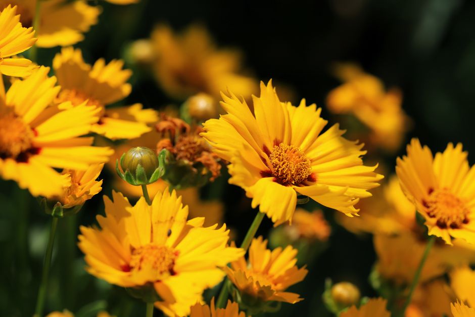 A beautiful array of bright yellow coreopsis flowers captured in a garden setting.