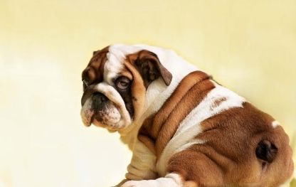 뒤돌아보는 강아지