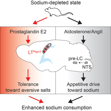 병렬 신경 경로는 나트륨 소비와 미각 원자가를 조절합니다.