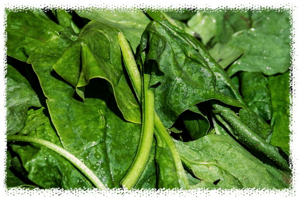 시금치-효능