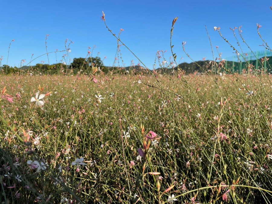 양주 나리농원 꽃 축제