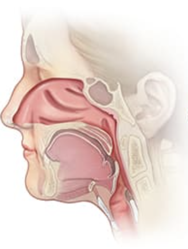 테라플루의 성분알아보기 음식 외에 감기예방하는 방법