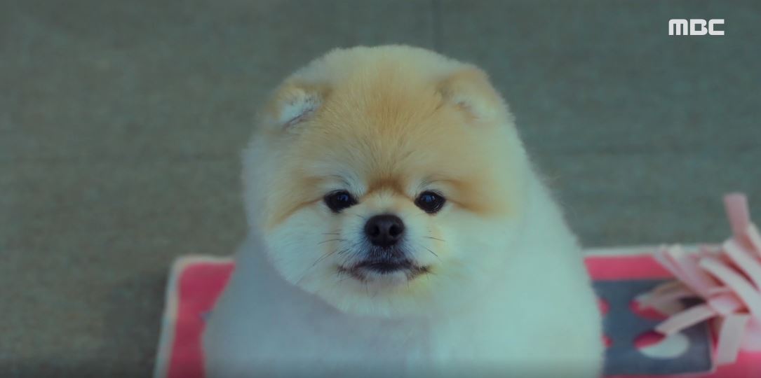 오늘도사랑스럽개_4회