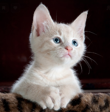 세계 고양이의 날