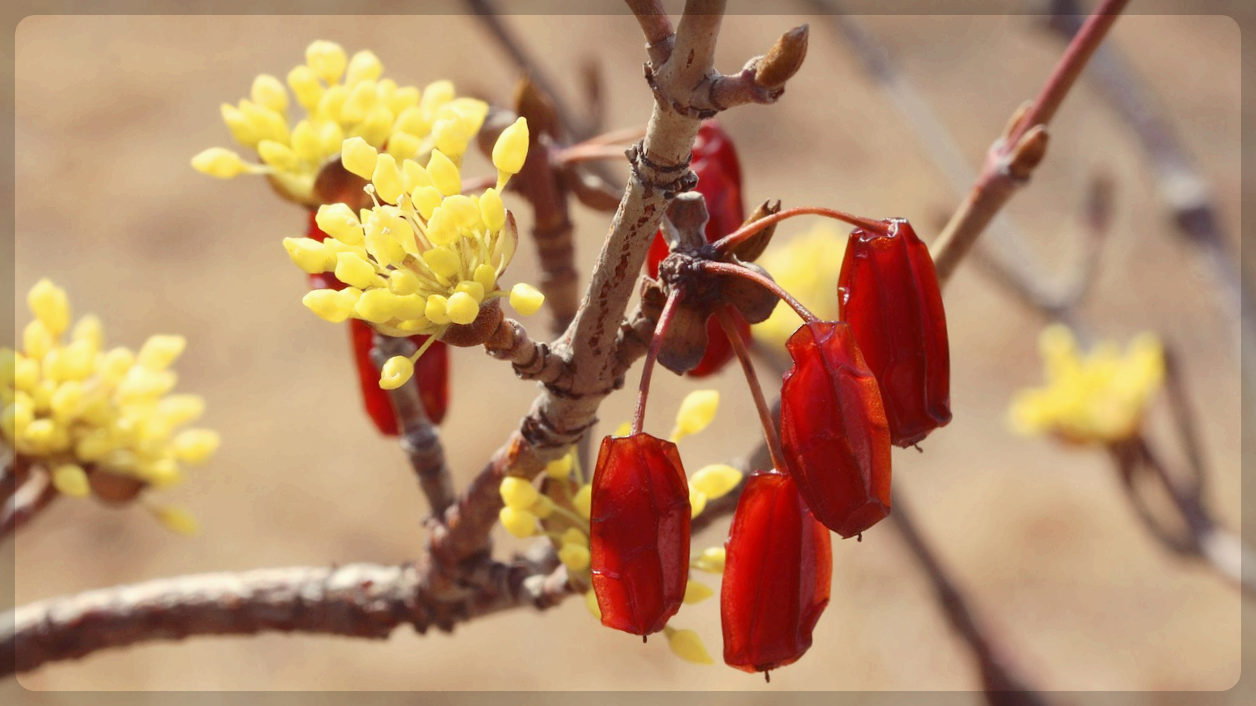 산수유 꽃과 열매