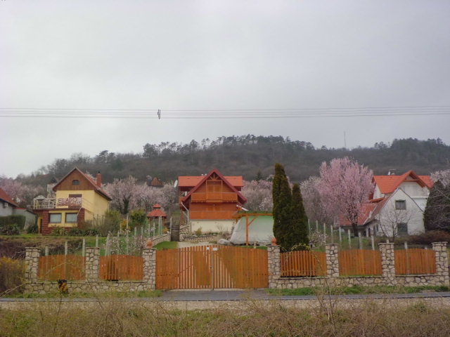 헝가리 케스트헤이 봄날의 벚꽃과 아름다운 집