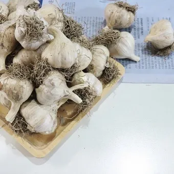 쪽마늘 재배 파종 깊이 흑비닐 피복 월동 준비_10