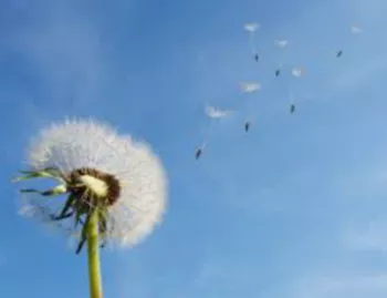 민들레10