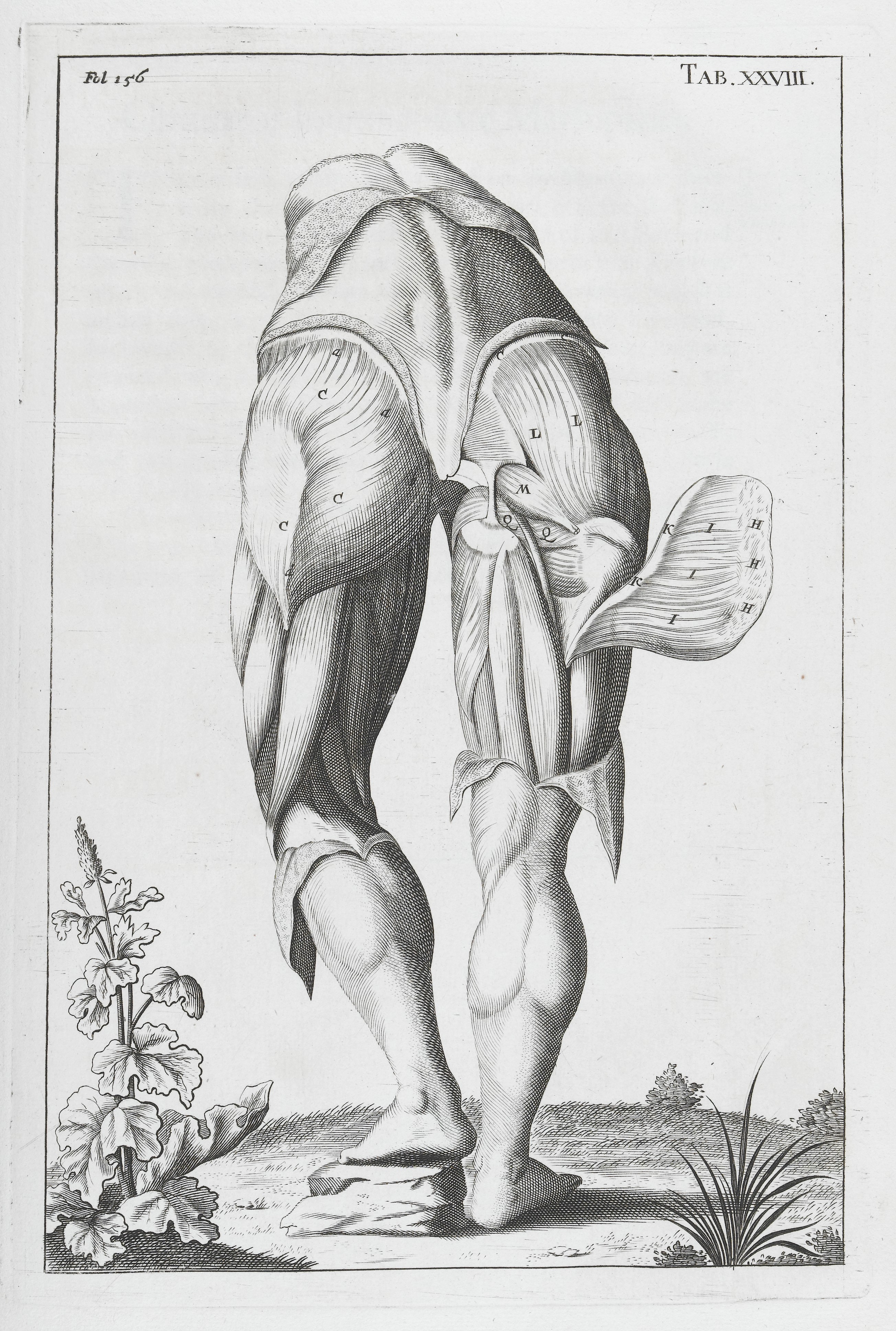 심장이 피를 위로 밀어 올리듯, 종아리 근육은 피를 아래에서 위로 되돌려 보내는 펌프 역할을 한다. 그래서 종아리를 &lsquo;제2의 심장&rsquo;이라 부른다.