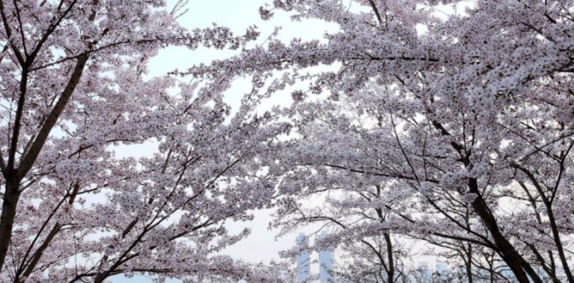 부천 도당산 벚꽃축제 장소 개막식 주차 지하철 개화시기 강아지동반