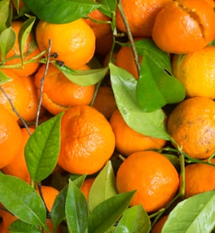 귤 효능 부작용 칼로리 고르는법