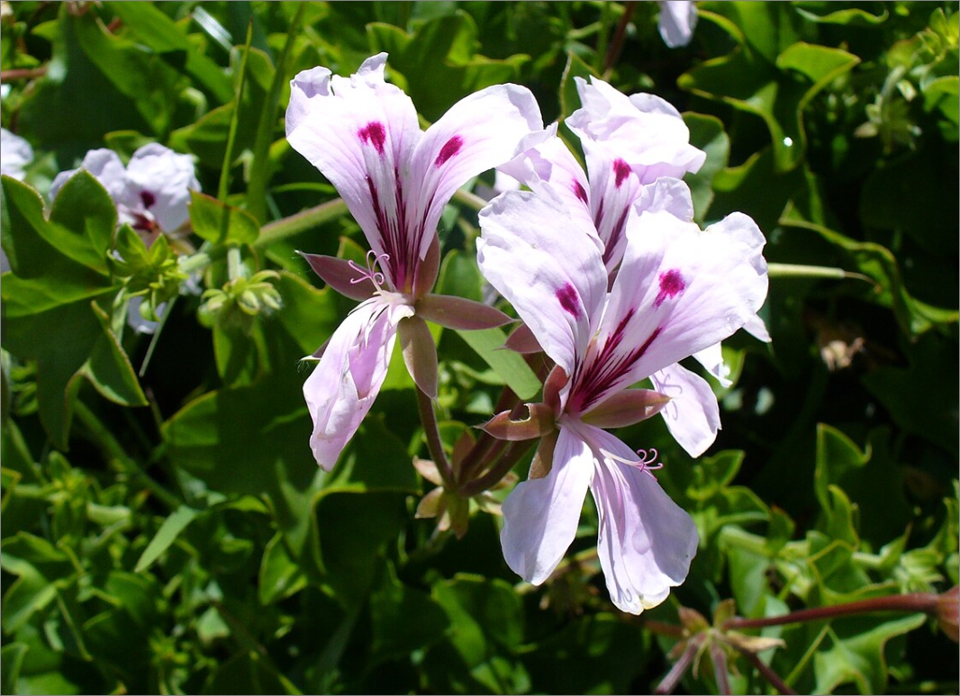 아이비 제라늄 (Ivy Geranium) 또는 Pelargonium peltatum
