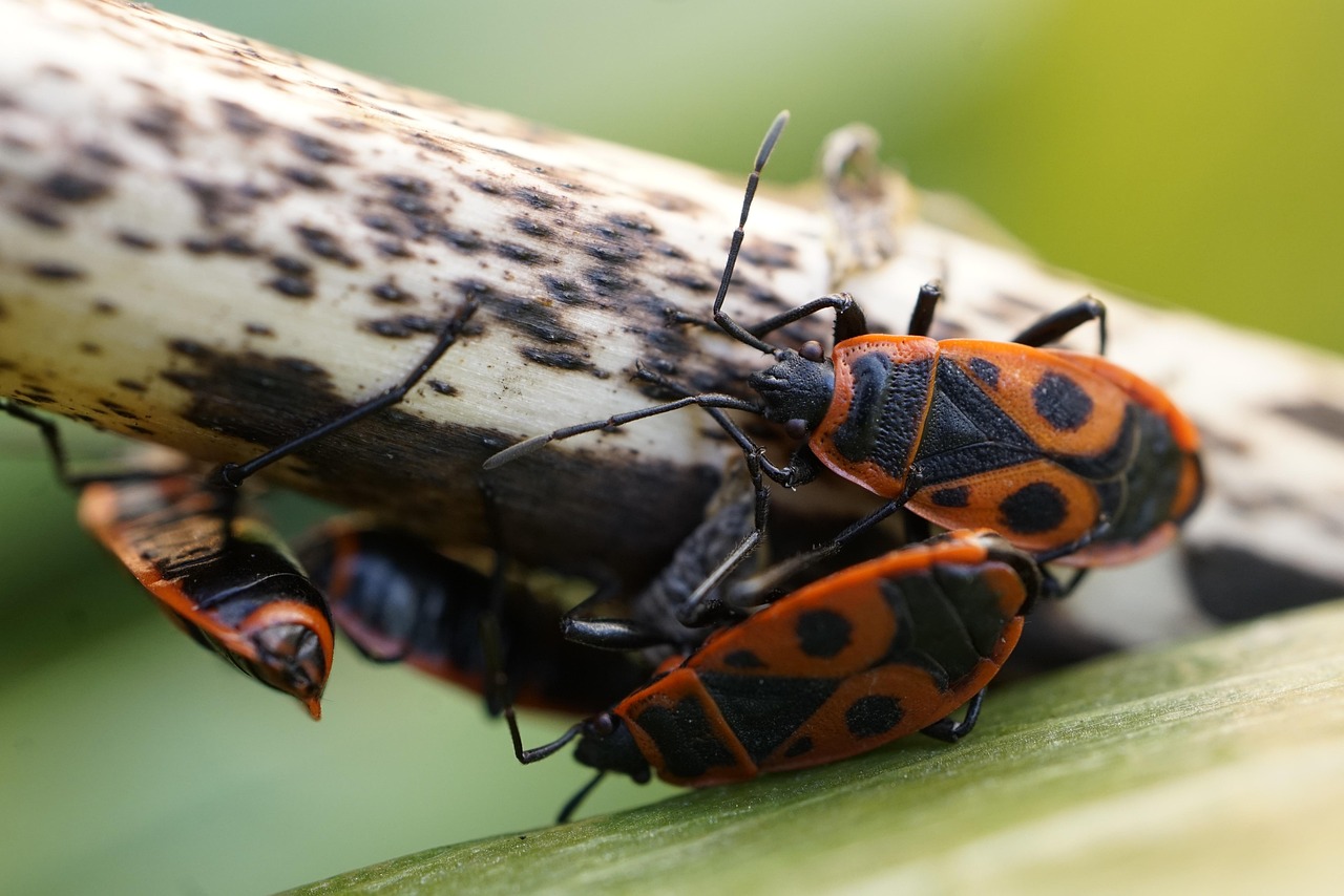 곤충 발광 기관의 나노구조와 차세대 LED 개