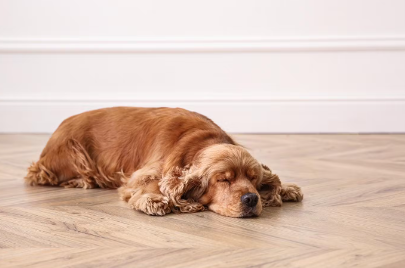 자고있는 강아지