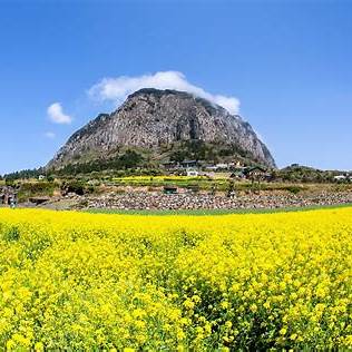 제주도 유채꽃 시기와 교통 그리고 숙박