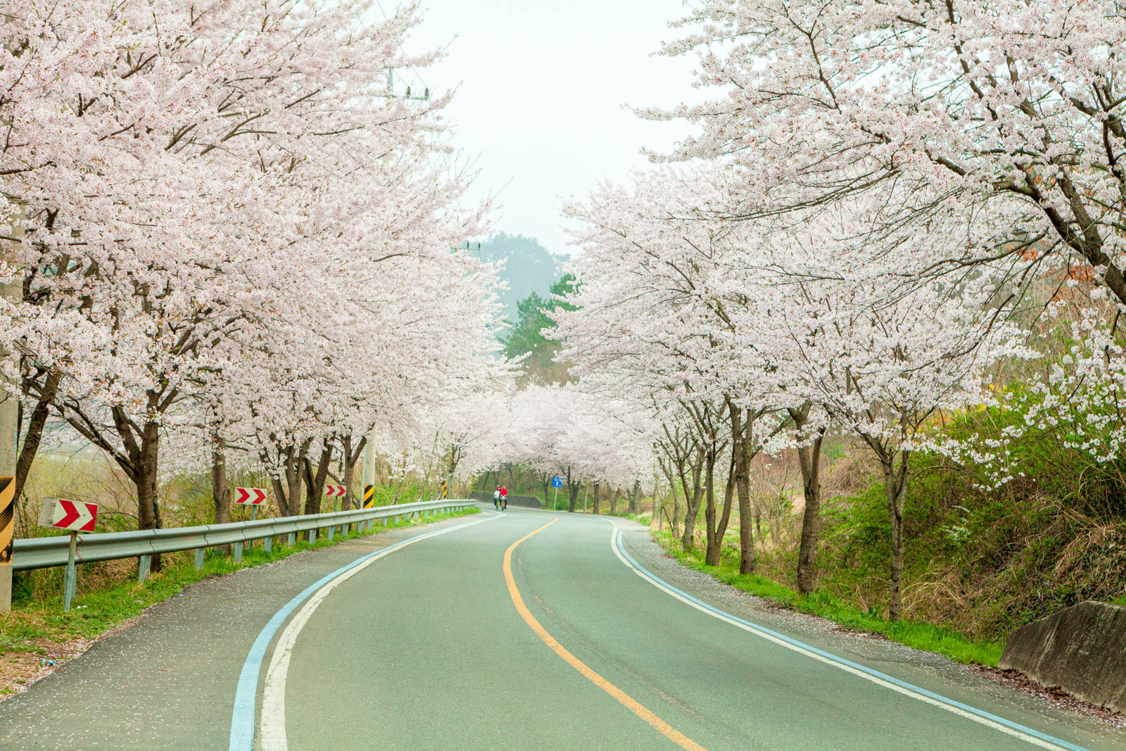 벚꽃구경