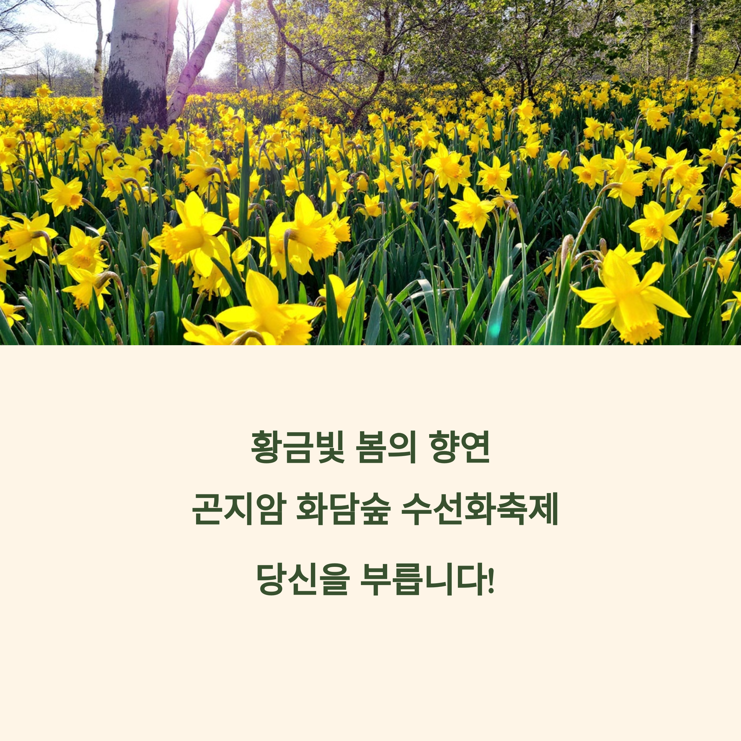 곤지암 화담숲 수선화축제 지금 가야 하는 이유 3가지