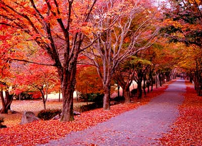 내장산국립공원의-단풍