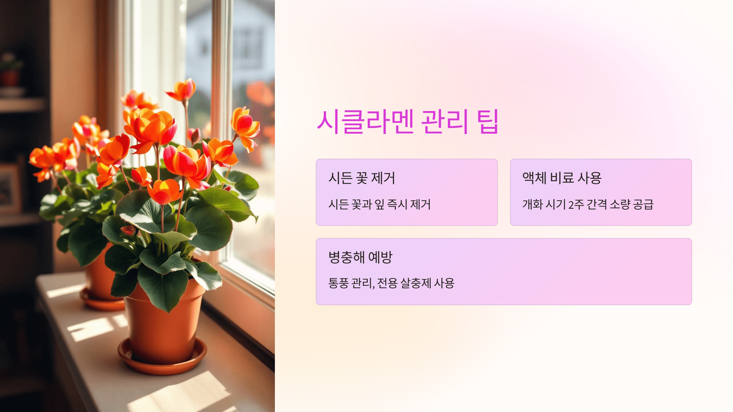 시클라멘 사진입니다.