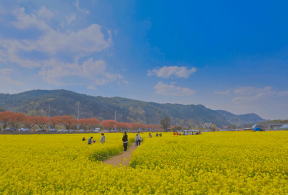 삼척 맹방유채꽃축제 포토존