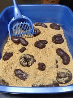 누가-싼-똥이-이렇게-많고-굵어