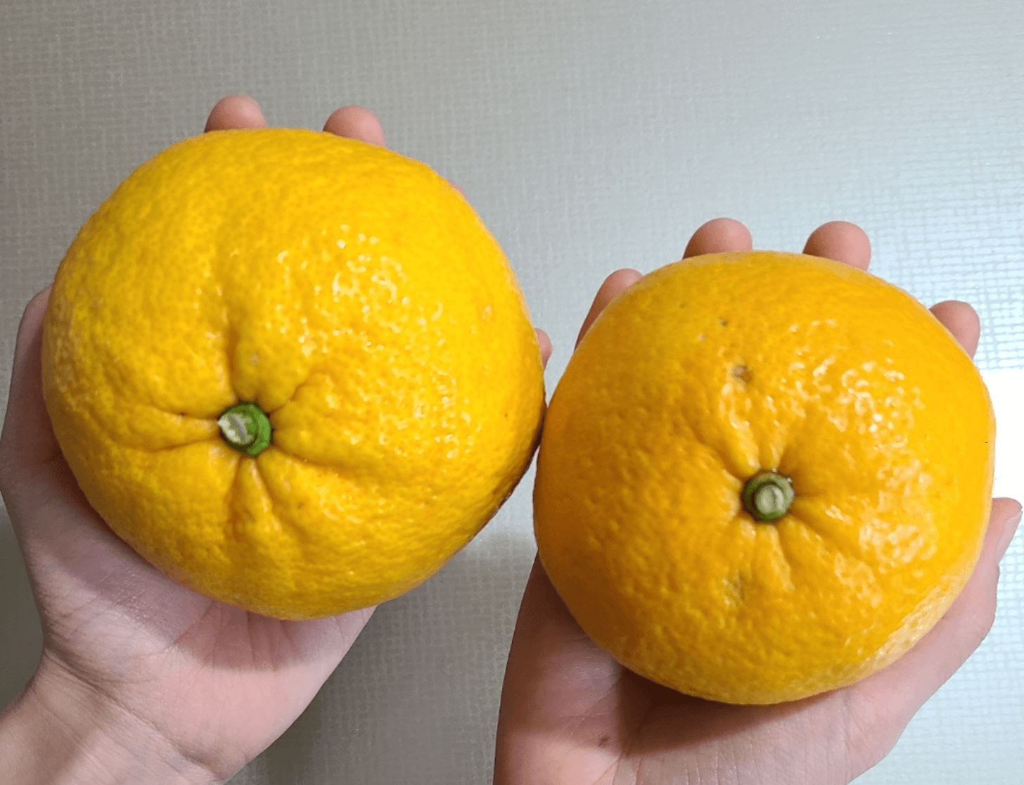 [겨울철 별미] 간단명료! 감귤의 종류 및 보관방법