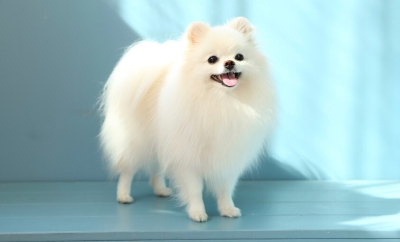 하얀색털(자견)의 포메라니안