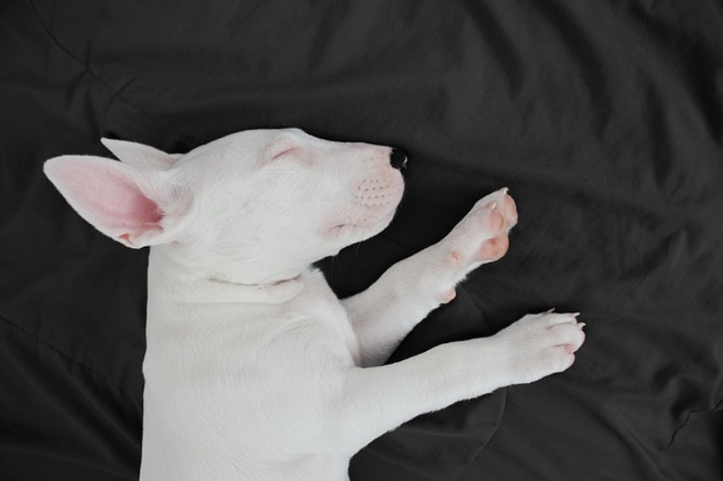 흰색 강아지 한마리가 검은책 천에 누워서 눈을 감고있다.