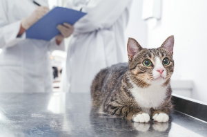 진찰을 받는 고양이