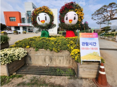 국화 꽃