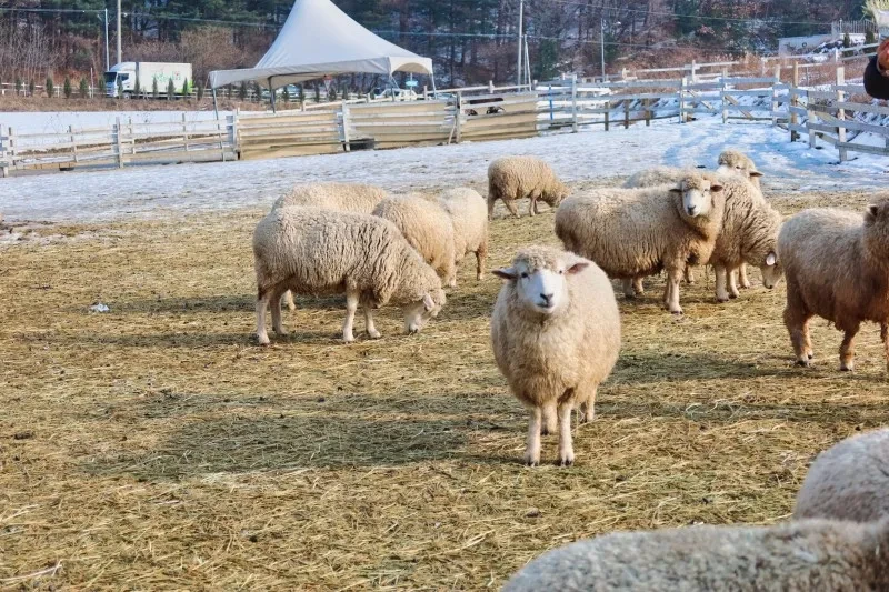 가평 양떼목장 사진