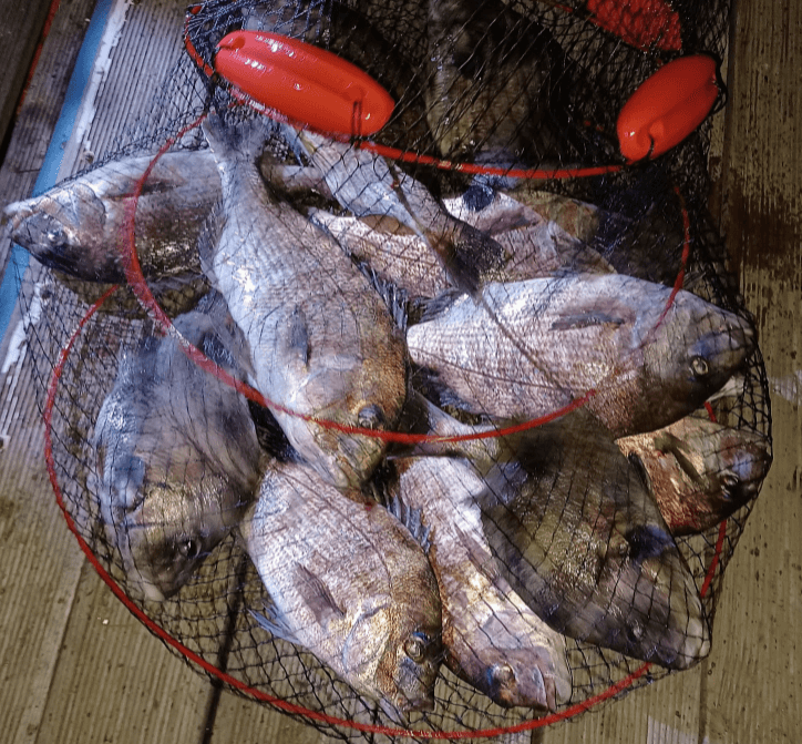 잡은물고기-망에-넣어놓음