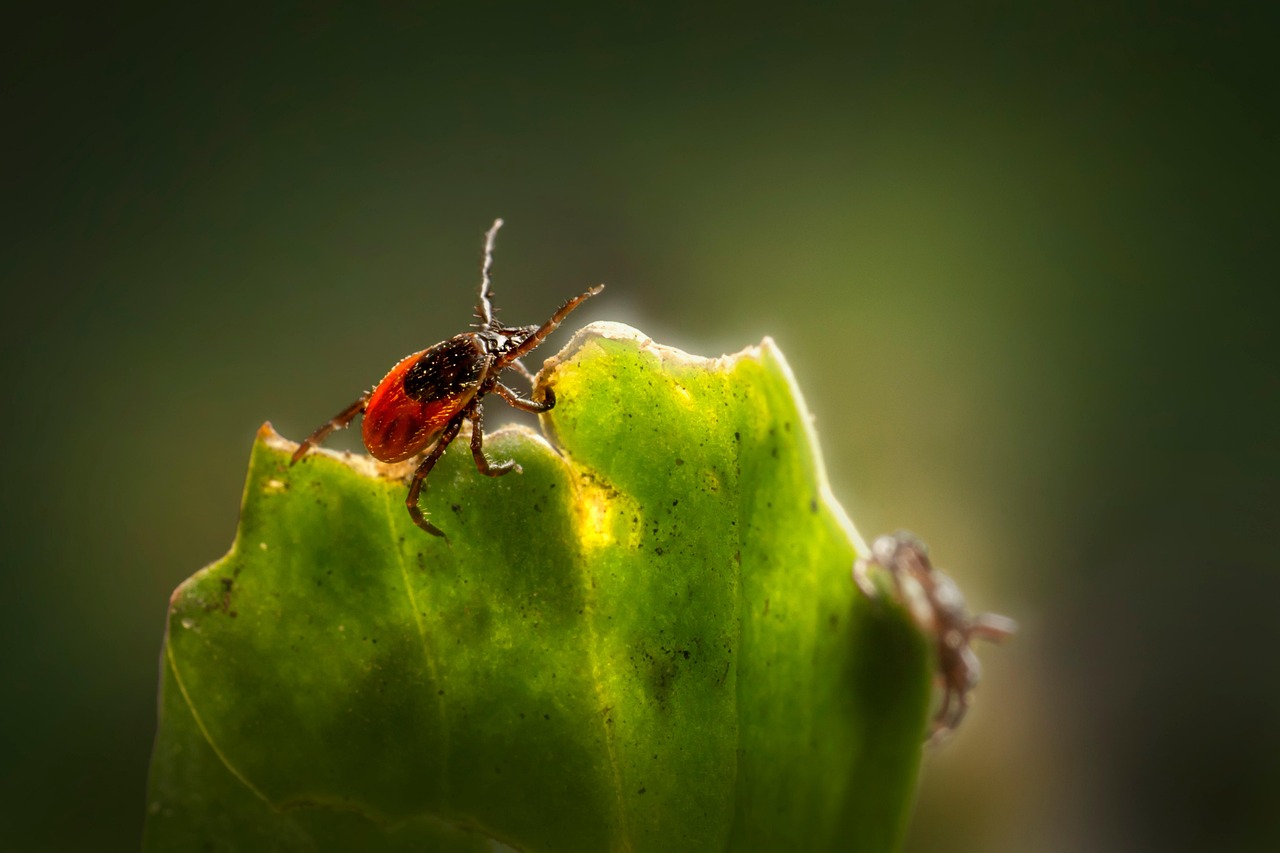 진드기 vs 모기 물림 차이 (증상, 감염병, 대처)