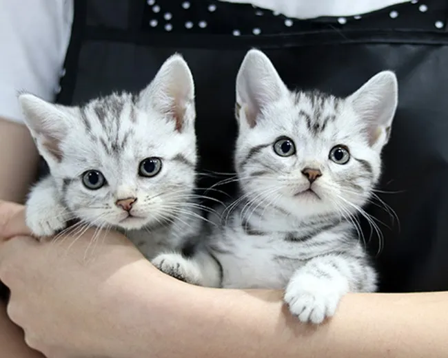 아메리칸숏헤어 고양이 유전병 털빠짐 가격 특징_6