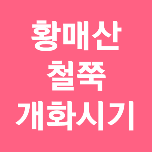 황매산 철쭉 개화시기