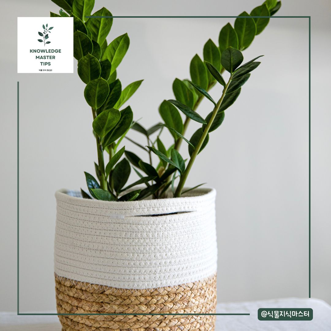 분갈이에 적합한 화분 선택