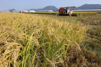 벼 재배 모내기 시기 분얼 관리 논 물대기_6