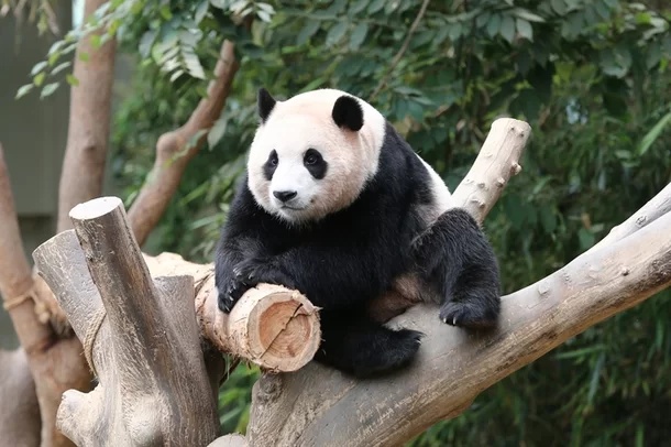 에버랜드 쌍둥이 판다