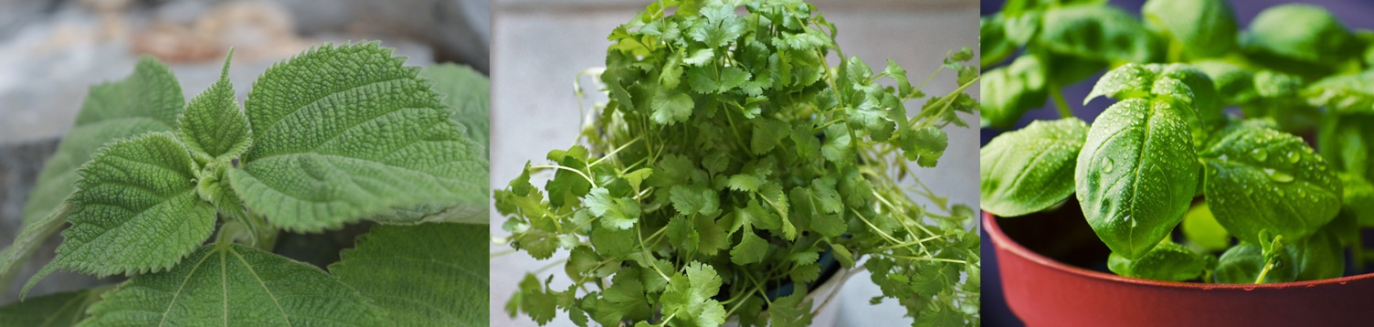 깻잎-고수-허브-로즈마리-바질-타임-오레가노-딜-페퍼민트