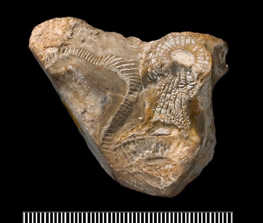 Signs of the World&rsquo;s First Reefs