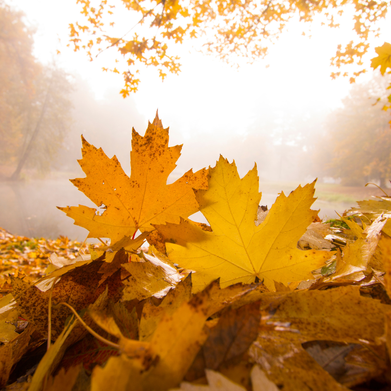 2024년 가을 축제_10