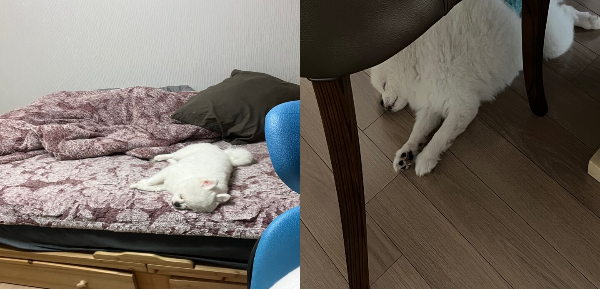 강아지_잠