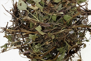 곰보배추 효능09