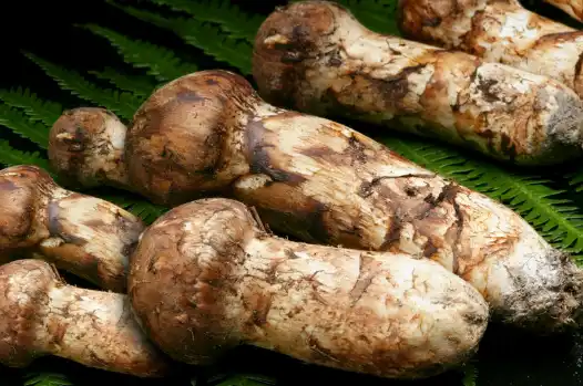 가을 제철식품 송이버섯 효능 효과 및 가격