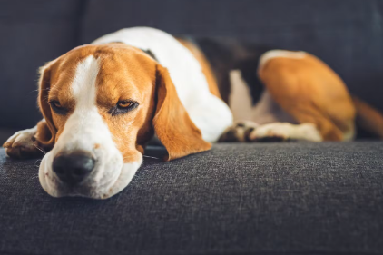 개가 토했을 때의 증상