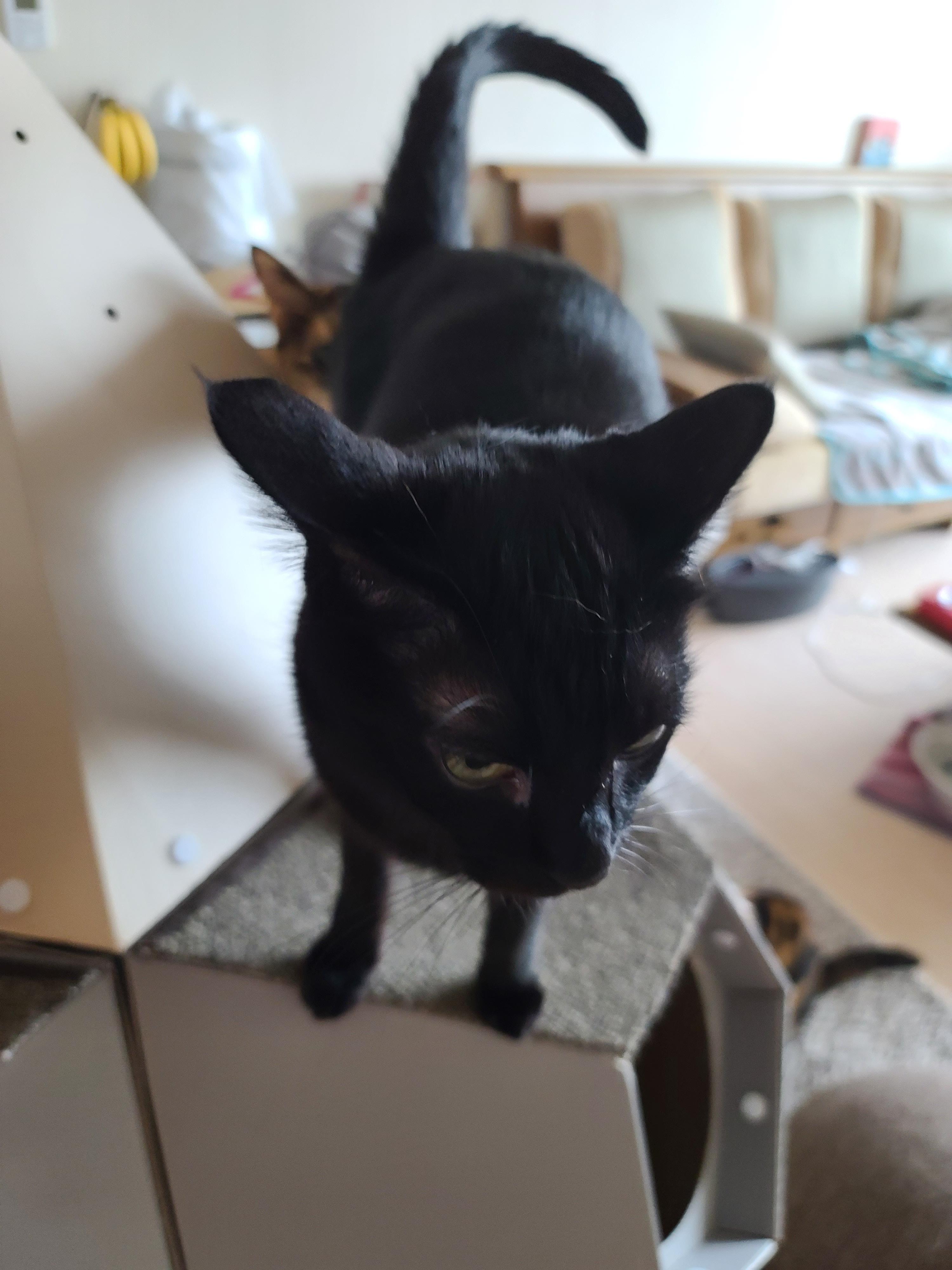 담요 끌어안고 자는 고양이 호야. 잠깨서 애교부리는 고양이. 실물깡패 고양이, 코인사하는 고양이들.