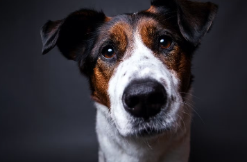 개의 사망 원인 중 3위는 암&#44; 심장병 그리고 신장 질환이다.